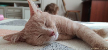 Любимая кошатинка  - IMG_20210606_094432.jpg