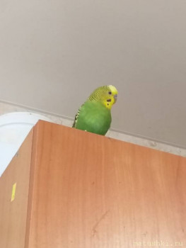 Птички - 20210613_164109.jpg