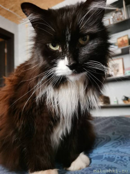 Я потеряла своего питомца  - IMG_20210501_075548.jpg