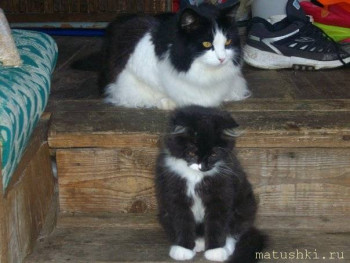 Я потеряла своего питомца  - 1625581199.jpg