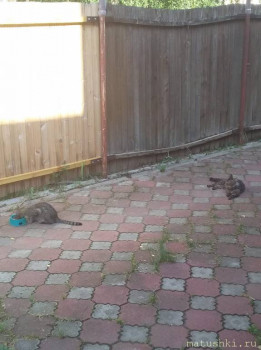 У меня теперь три-кота-ж  - Му.jpg