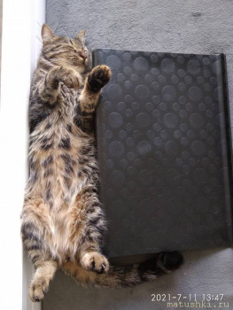 Любимая кошатинка  - IMG_20210711_134746.jpg