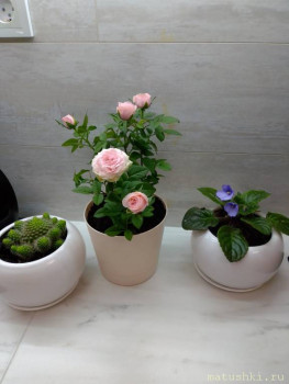 Наши цветы 2 - IMG-41946434535336f78fae87e2e2f9af7d-V.jpg