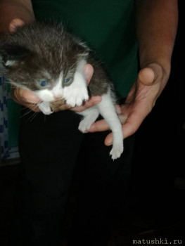 Любимая кошатинка  - IMG-f7ac98c8c2fa8cd7863923e76c70b805-V.jpg