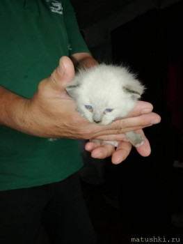 Любимая кошатинка  - IMG-899aec261960ecf7ac43512418a964a6-V.jpg