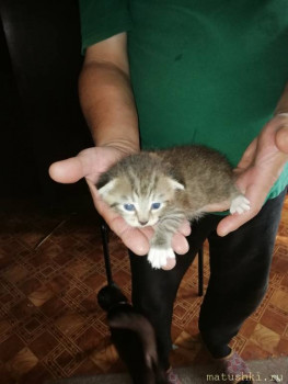 Любимая кошатинка  - IMG-85fd4bd596b26437212626d82edd93c3-V.jpg