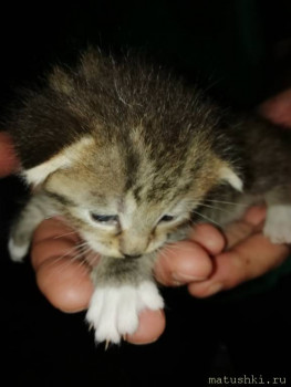 Любимая кошатинка  - IMG-50a7fea1db7dddb0350914a2fbd8d2f3-V.jpg