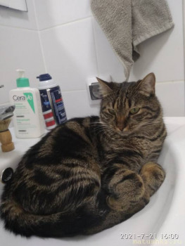 Любимая кошатинка  - IMG_20210721_160042.jpg