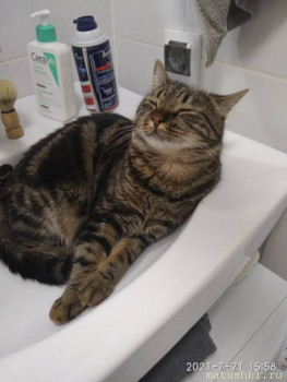 Любимая кошатинка  - IMG_20210721_155833.jpg