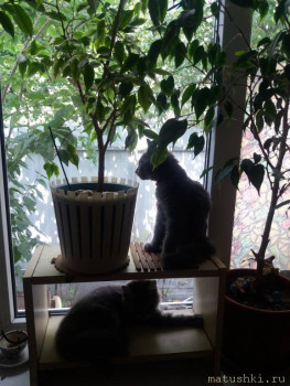 Находят себе разные интересные местечки)