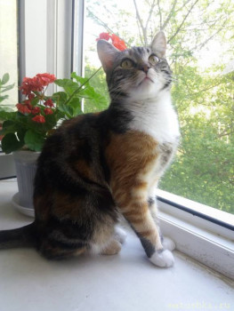 Красавица Маня