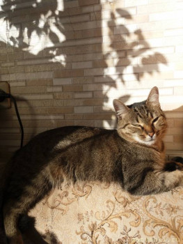 Мика на солнышке