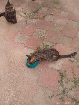 У меня теперь три-кота-ж  - ж.jpg