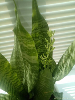 Наши цветы 2 - IMG_20210802_142702.jpg