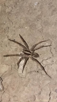 Что за зверь? Помогите определить  - Screenshot_20210808-202600.jpg