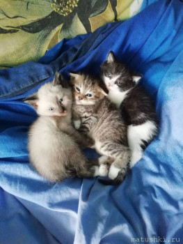 Любимая кошатинка  - IMG-37539fcdf89b04a81f73c0efd2fdc216-V.jpg