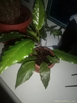 Помогите определить растение - IMG_20210814_202638.jpg