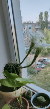 Наши цветы 2 - IMG20210812080321.jpg