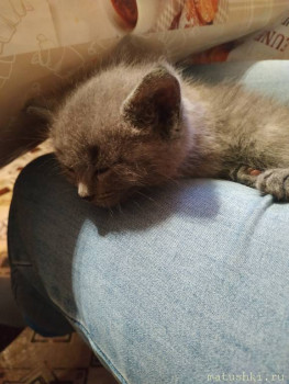 Любимая кошатинка  - IMG_20210822_150639.jpg