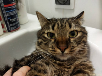 Любимая кошатинка  - IMG_20210820_202512.jpg