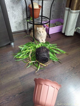 Страшнее кошки зверя нет  - j7vqpjnE8lY.jpg