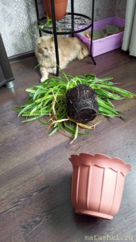 Страшнее кошки зверя нет  - FPr5XGbna_o.jpg