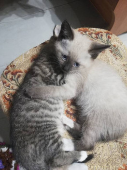 Любимая кошатинка  - IMG_20210828_233336.jpg