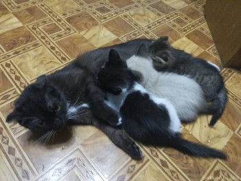 Любимая кошатинка  - IMG_20210828_210801.jpg