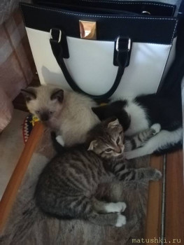 Любимая кошатинка  - IMG_20210828_135718.jpg