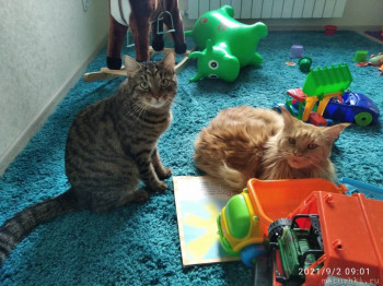 Любимая кошатинка  - IMG_20210902_090120.jpg