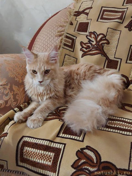 Вот он мой добрый мудрый лев;)