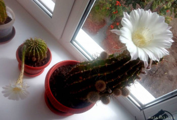 Наши цветы 2 - IMG_20210912_131349.jpg