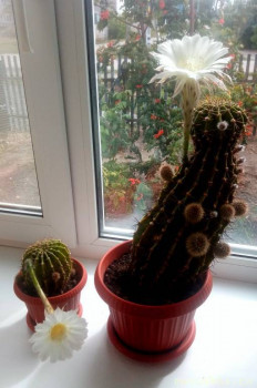 Наши цветы 2 - IMG_20210912_131558.jpg