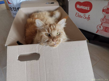 Любимая кошатинка  - IMG_20210610_082026.jpg