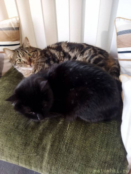 Любимая кошатинка  - IMG_20210917_112945.jpg