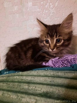 У меня теперь три-кота-ж  - дочь.jpg