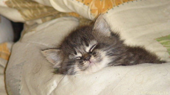 У меня теперь три-кота-ж  - мурзик.jpg