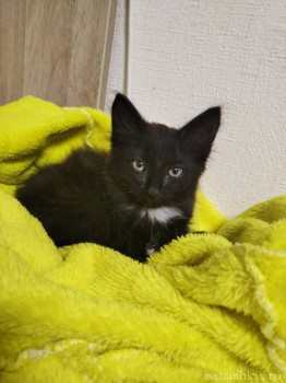 Любимая кошатинка  - IMG_20210905_201140_1.jpg