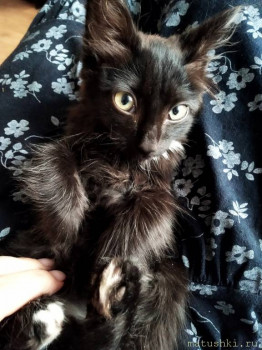 Любимая кошатинка  - IMG_20210923_131325.jpg