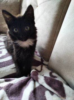 Любимая кошатинка  - IMG_20210924_142401.jpg