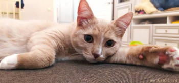 Любимая кошатинка  - IMG_20210917_223540.jpg