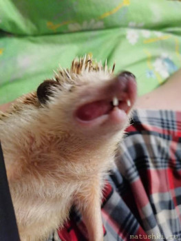 Завела я ёжика  - IMG_20210928_234114.jpg