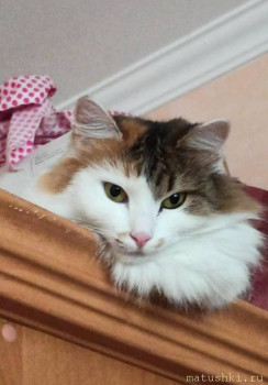 Любимая кошатинка  - SAVE_20210929_111640.jpg