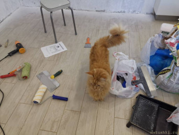 Любимая кошатинка  - IMG-20211006-WA0013.jpg