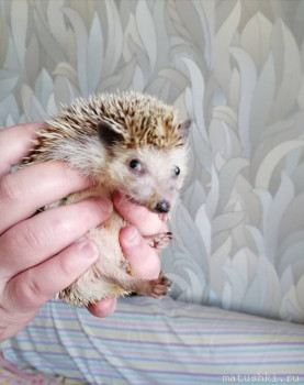 Завела я ёжика  - IMG_20211008_151617.jpg