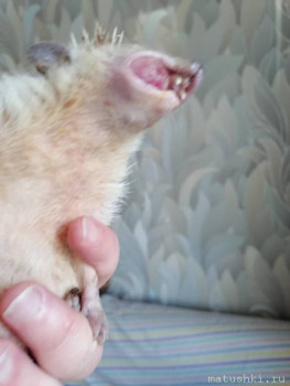 Завела я ёжика  - IMG_20211008_151252.jpg