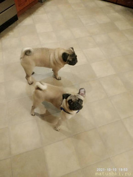 Придется завести собаку... - P11010-195336.jpg