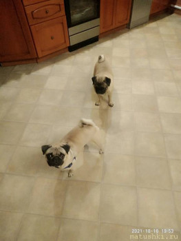 Придется завести собаку... - P11010-195344.jpg