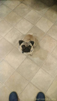 Придется завести собаку... - IMG-20211010-WA0007.jpeg