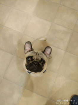 Придется завести собаку... - P11010-194220.jpg